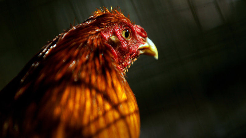 Judi Sabung Ayam Online Yang Sangat Menyenangkan
