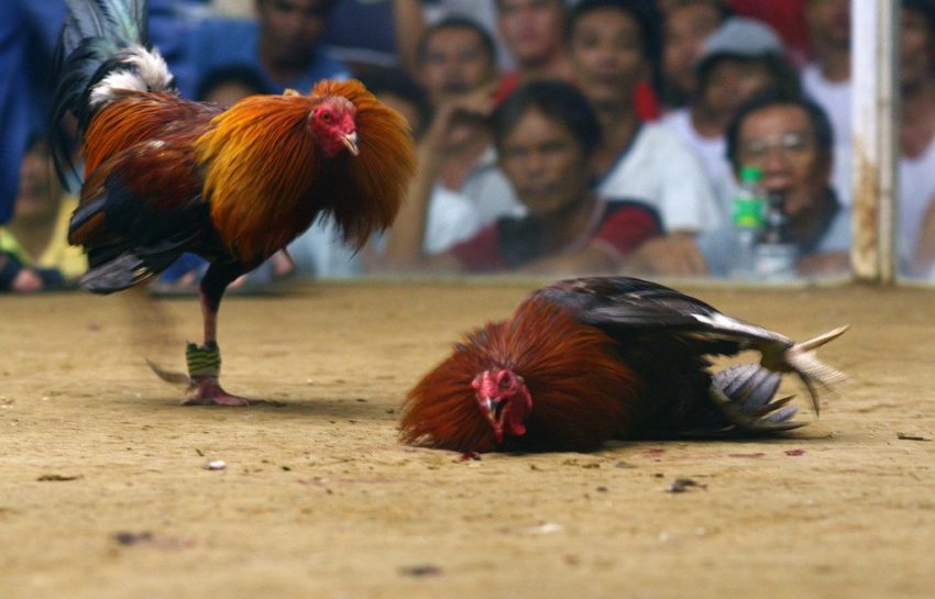 Bekal Untuk Bermain Judi Sabung Ayam Online