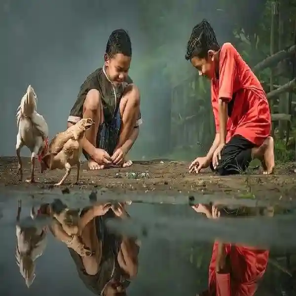 Tajen Online Live | Pengalaman Menyaksikan Pertandingan Seru