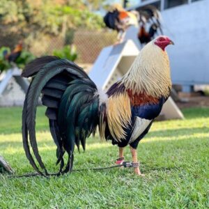Ayam Filipina