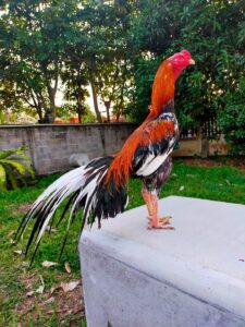 Ayam bangkok.