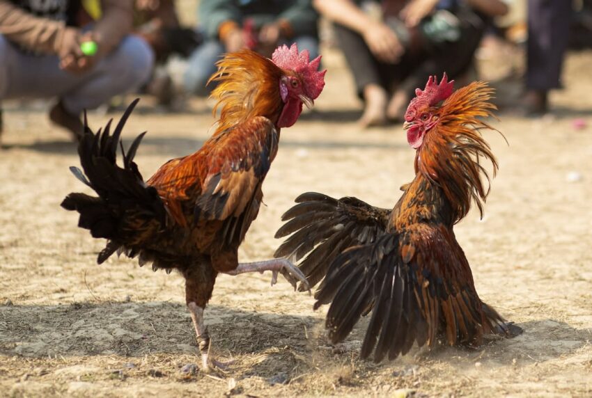 Suasana di arena sabung ayam.