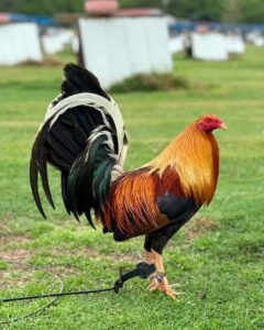 Jenis Ayam Peru