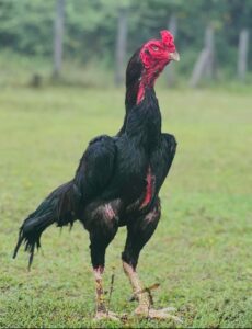 Jenis Ayam Silangan
