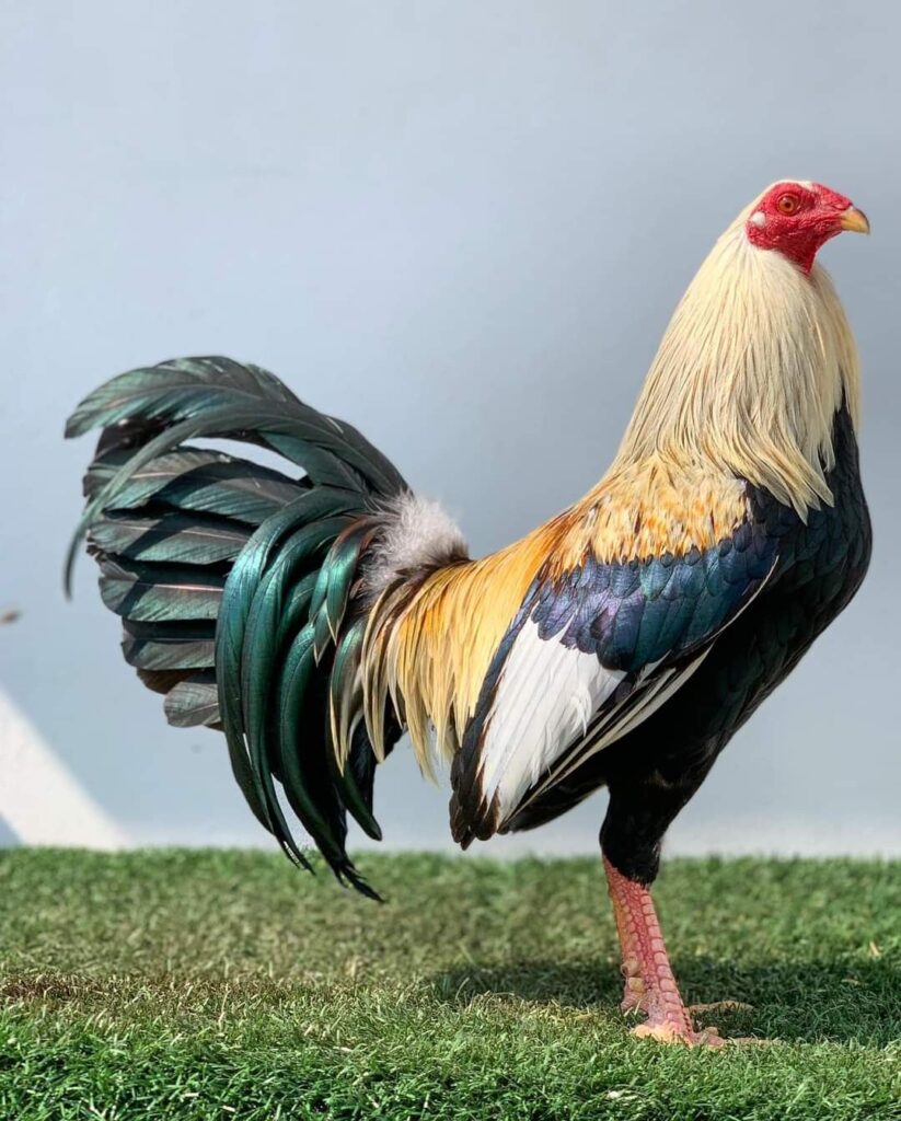 Ayam Jantan