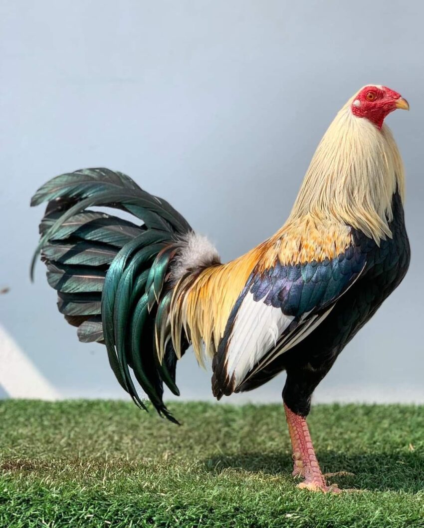Ayam Jantan