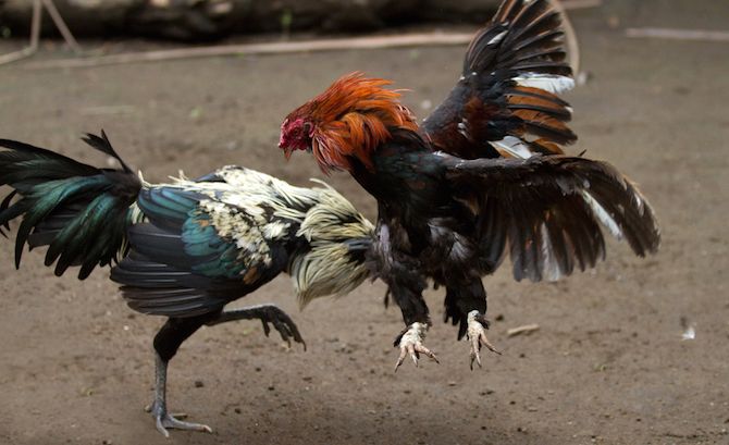 Arena sabung ayam