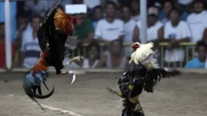 Arena sabung ayam