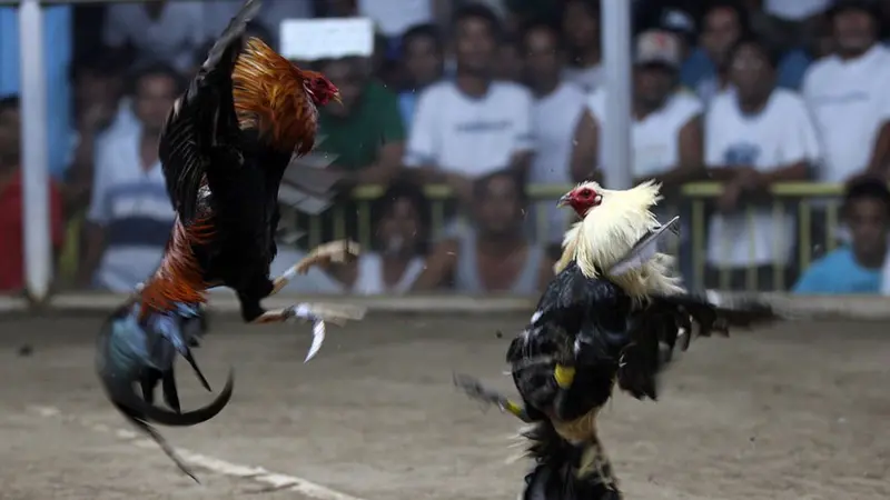 Arena sabung ayam