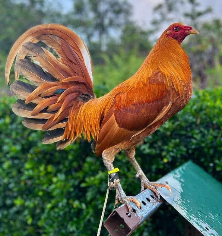 Ayam Filipina