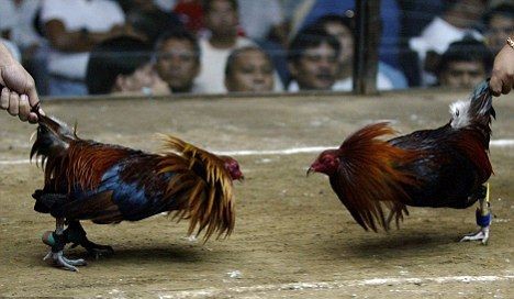 Sabung Ayam